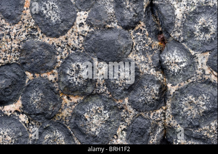 Close-up orbicular Granite Rock Granito Orbicular Santuario De La Naturaleza Rodillo Pazifikküste Atacama Chile Südamerika Stockfoto