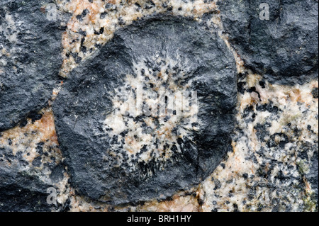 Close-up orbicular Granite Rock Granito Orbicular Santuario De La Naturaleza Rodillo Pazifikküste Atacama Chile Südamerika Stockfoto