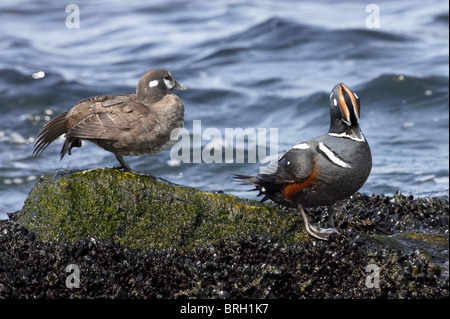 Erwachsene männliche und weibliche Harlekin-Enten thront auf Felsen Stockfoto