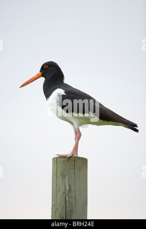 Austernfischer (Haematopus Ostralegus). Thront auf einem Pfosten. Stockfoto