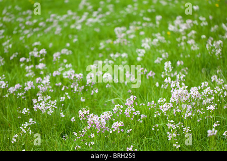 Kuckuck Blumen in frischen Frühlingswiese, geringe Schärfentiefe Stockfoto