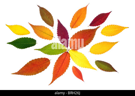 lebendige und bunte Herbstblätter isolierten auf weißen Hintergrund Stockfoto