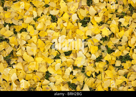 Gelbe Ginkgo Biloba Blätter auf dem Rasen. Horizontal gerahmten Schuss. Stockfoto