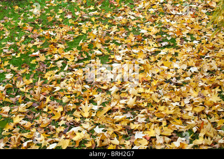 gefallenen Ahornblätter auf dem Rasen im Garten Stockfoto