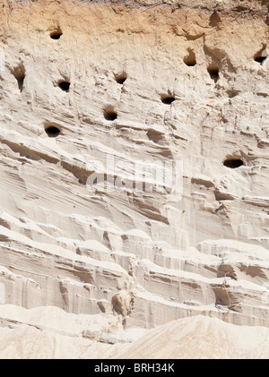 Sand Martin ( Riparia Riparia ) Schwalbe Nistplatz auf einer Sandbank Wand , Finnland Stockfoto