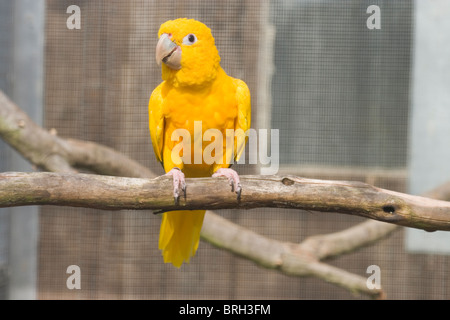 Goldene Conure (Aratinga Guarouba). Vogel Voliere. Privatsammlung. Eingeborener nach Nordosten Brasiliens. Stockfoto