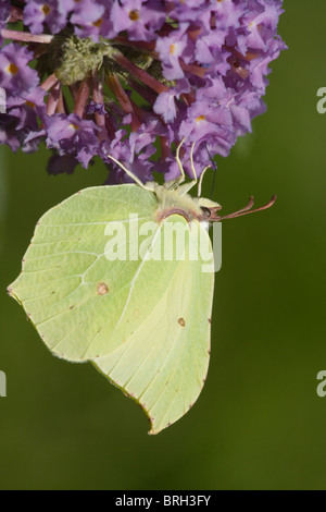 Schmetterling der Zitronenfalter (Gonepteryx Rhamni). Fütterung auf Buddelia (Buddleja Davidii). Zeigt Unterseite der Flügel. Stockfoto