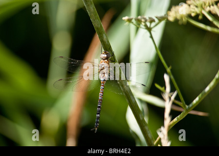 Libelle thront auf Stamm Beute warten Stockfoto