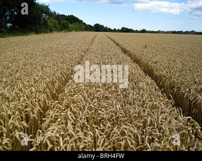 Kornfeld, golden und reif für die Ernte Stockfoto