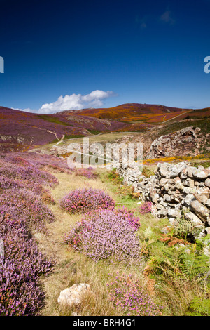 Sychnant Pass in der Nähe von Conwy Wales ist eine lokale Schönheitsstelle bewundert von Touristen und Einheimischen für seine Fülle von Heidekraut und Ginster. Stockfoto