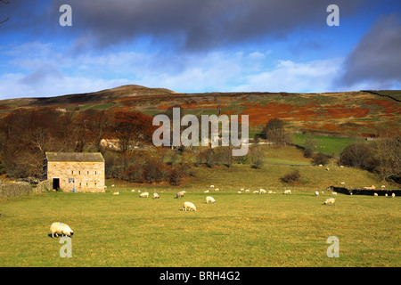 Scheune mit Schafen im Feld und Hügel im Hintergrund mit Ginster und Heidekraut bedeckt Stockfoto