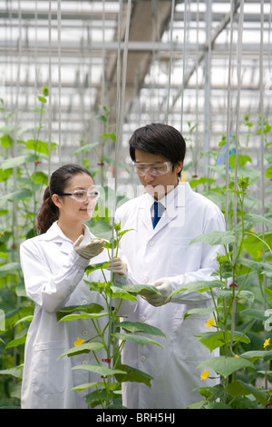 Wissenschaftler forschen in moderner Bauernhof Stockfoto