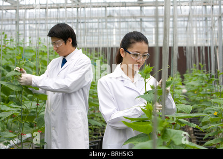 Wissenschaftler forschen in moderner Bauernhof Stockfoto