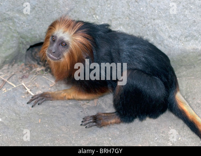 Unter der Leitung von Golden Lion Tamarin (Leontopithecus Chrysomelas) Stockfoto