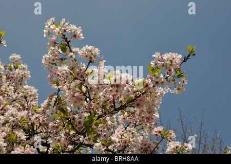 Rosa weiße Kirschblüten gegen blauen Himmel (Tokio, Japan) Stockfoto