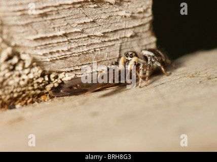 Zebra Jumping Spider töten und ernähren sich von einer Köcherfliegenart Stockfoto