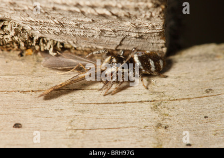 Zebra Jumping Spider töten und ernähren sich von einer Köcherfliegenart Stockfoto