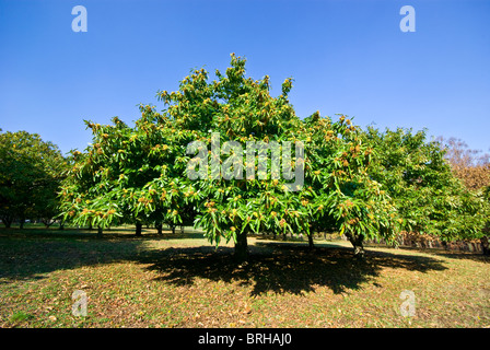 Obstgarten Reife Kastanien reif für die Ernte auf dem Bauernhof. Stockfoto