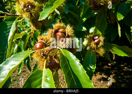 Obstgarten Reife Kastanien auf einem Bauernhof aus dem Pod erntereif. Stockfoto