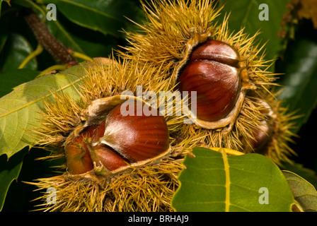 Obstgarten Reife Kastanien auf einem Bauernhof aus dem Pod erntereif. Stockfoto