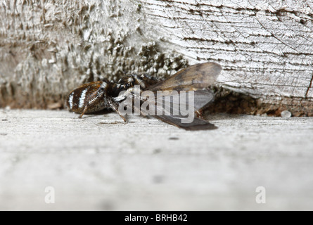 Zebra Jumping Spider töten und ernähren sich von einer Köcherfliegenart Stockfoto