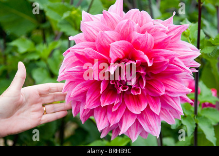 Dahlie Dinner Plate Otto Nervenkitzel Stockfoto