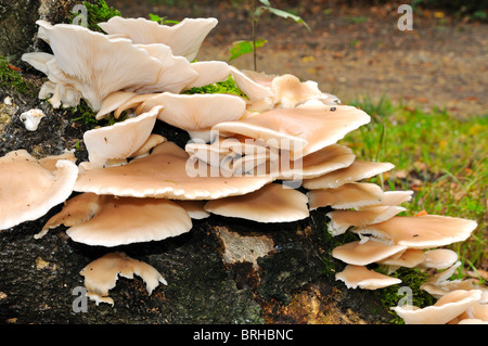 Auster Pilz auf Wald Baumstamm Stockfoto