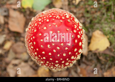 Fliegenpilz-Haube. Herbst 2010, Herperduin, Herpen, Niederlande. Stockfoto