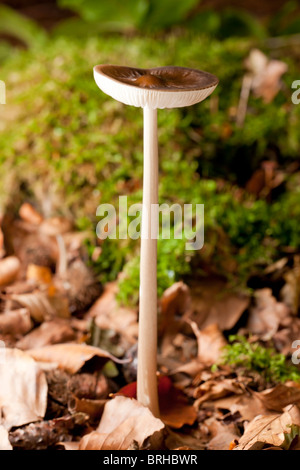 Der tiefe Wurzel Pilz (Xerula Radicata) Stockfoto