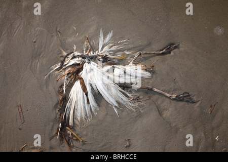 Toter Vogel, Galveston, Texas, USA Stockfoto