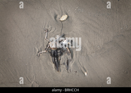 Toter Vogel, Galveston, Texas, USA Stockfoto