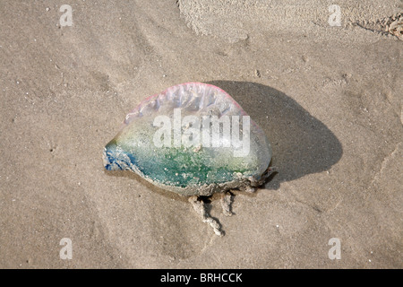 Quallen, Galveston, Texas, USA Stockfoto