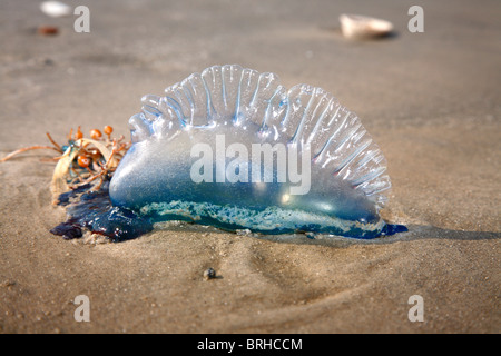 Quallen, Galveston, Texas, USA Stockfoto