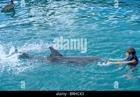 Schwimmen mit Delfinen, Mexcio Stockfoto