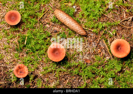 Rufous Milkcap Pilze (Lactarius Rufus) Stockfoto