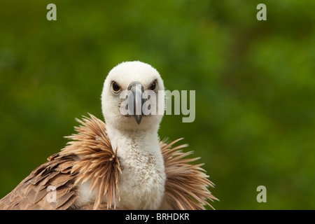 Nahaufnahme der Gänsegeier Stockfoto