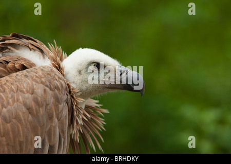 Nahaufnahme der Gänsegeier Stockfoto