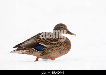 Weibliche Stockente im Schnee Stockfoto