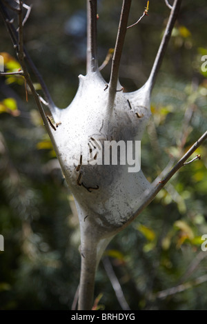 Zelt-Raupen im Nest, Ontario, Canada Stockfoto