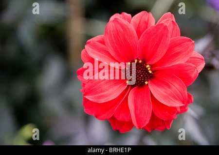 Dahlie 'Bishop of Llandaff', blühende Pfingstrosen Stockfoto