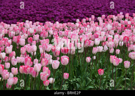 Tulpe Farm, Skagit Valley, Washington, USA Stockfoto