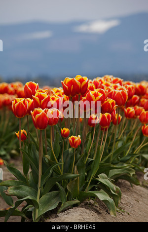 Tulpe Farm, Skagit Valley, Washington, USA Stockfoto