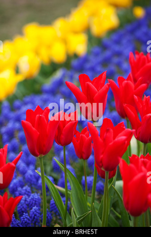 Tulpe Farm, Skagit Valley, Washington, USA Stockfoto