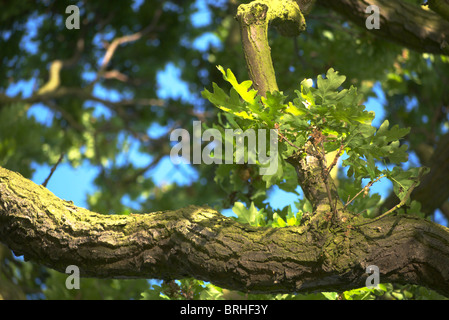 Eiche Baum in voller Blüte auf einem Sommer-Abend Stockfoto