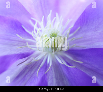 Nahaufnahme von lila Blume Stockfoto