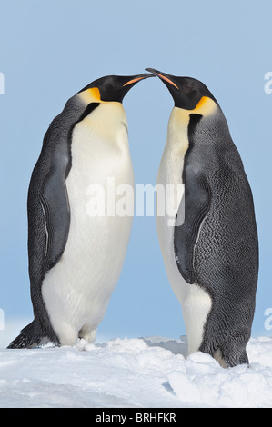 Kaiserpinguine, Snow Hill Island, antarktische Halbinsel Stockfoto