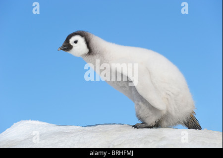 Kaiser-Pinguin-Küken, Snow Hill Island, antarktische Halbinsel Stockfoto