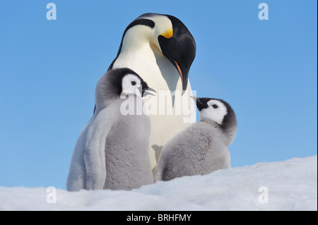 Kaiser-Pinguin-Erwachsenen und Küken, Snow Hill Island, antarktische Halbinsel Stockfoto