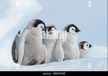 Kaiser Pinguinküken, Snow Hill Island, antarktische Halbinsel Stockfoto