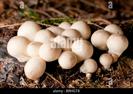 Gemeinsamen Puffball Pilze (Lycoperdon Perlatum) Stockfoto